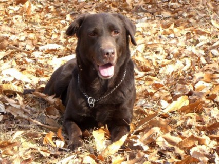 ライトマン京都警察犬訓練所