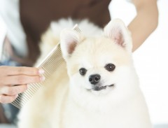 DogSalon CARAT
