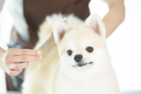 DogSalon　CARAT