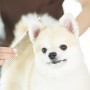 DogSalon　CARAT