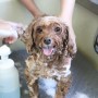 DogSalon　CARAT