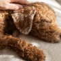 DogSalon　CARAT