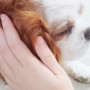 DogSalon　CARAT