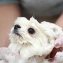 DogSalon　CARAT