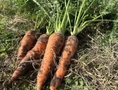 根むすびふぁ～む