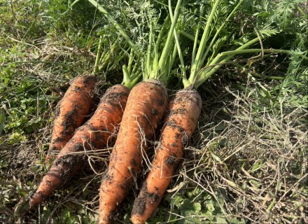 根むすびふぁ～む