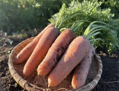 根むすびふぁ～む