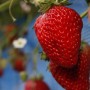 じぃじの苺