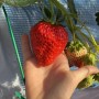 じぃじの苺