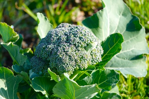 Village　Farm　新里