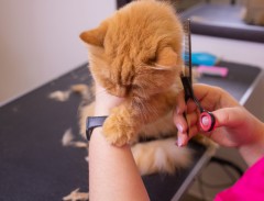 pet salon MOJOKA（ペットサロンモジョカ）