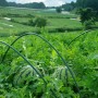 高木農園（タカキノウエン）