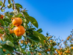 とみながふぁ～む。