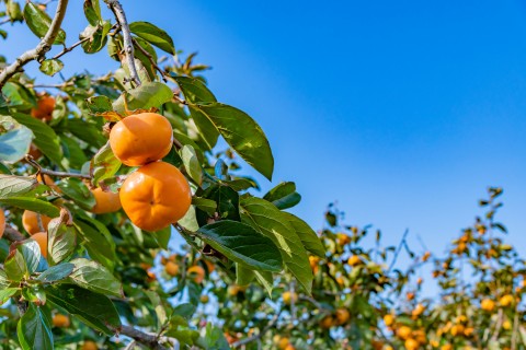 とみながふぁ～む。