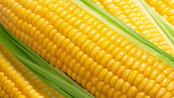 美菜ファーム兵庫