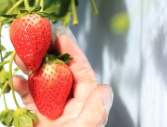 ako berry（アコベリー）