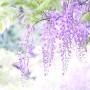 B’aura（ビオーラ）