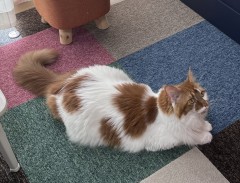 こんせるニャとわーる