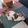 こんせるニャとわーる