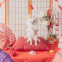 photo studio pinkie
