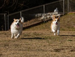 犬猫と家族の写真家ペー