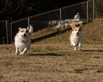 犬猫と家族の写真家ペー