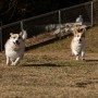 犬猫と家族の写真家ペー