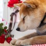 犬猫と家族の写真家ペー