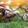 犬猫と家族の写真家ペー