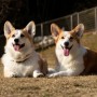 犬猫と家族の写真家ペー