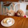 犬猫と家族の写真家ペー