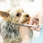 Dogsalon choco cookie