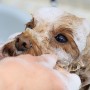 Dogsalon choco cookie