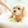 Dogsalon choco cookie