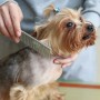 Dogsalon choco cookie